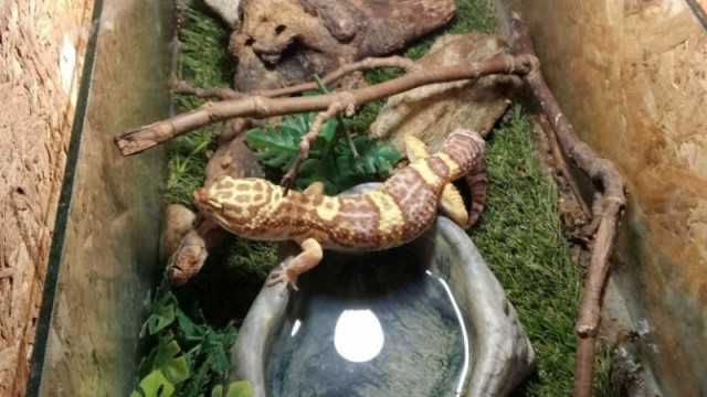 Повечето от спасените от контрабанда преди година леопардови гекони и